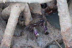 Episesarma versicolor