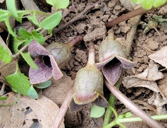 Asarum forbesii