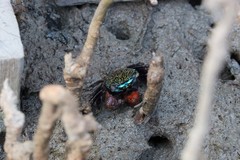 Parasesarma eumolpe