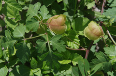 Cardiospermum halicacabum halicacabum