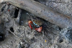 Parasesarma eumolpe