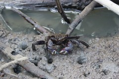 Episesarma versicolor