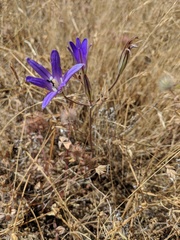 Brodiaea elegans