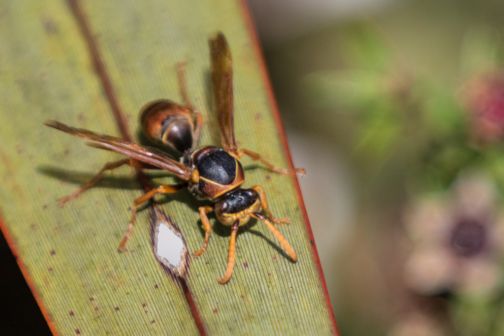 Australian Paper Wasp