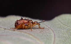 Hoplapoderus