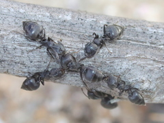 Crematogaster peringueyi