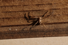 Philodromus subaureolus
