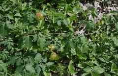 Cardiospermum halicacabum halicacabum