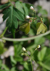 Cardiospermum halicacabum halicacabum