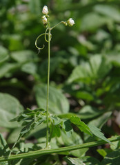 Cardiospermum halicacabum halicacabum