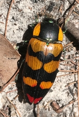 Temognatha regia