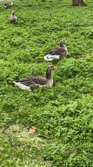 Anser anser