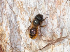 Osmia tricornis