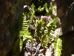 Blechnum microphyllum