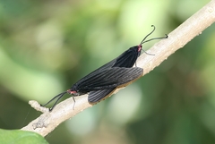 Histia flabellicornis