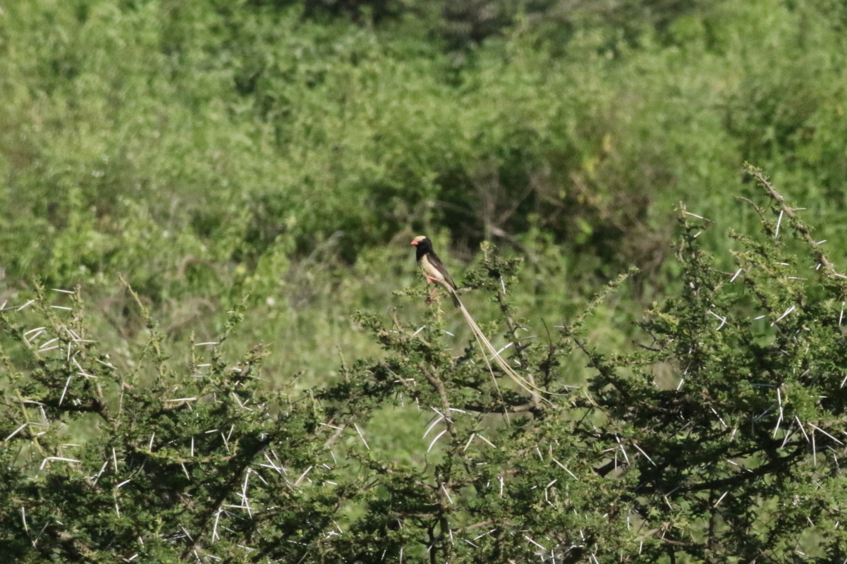 Straw-tailed Whydah (Vidua fischeri), photo 8