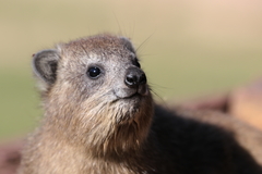 Procavia capensis johnstoni