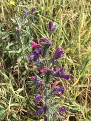 Echium tuberculatum
