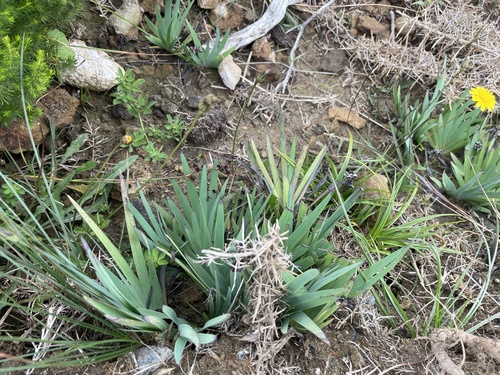 Yellow-eyed-grass foliage
