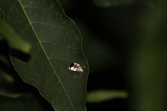 Acrocyum dorsalis