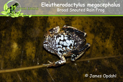 Craugastor megacephalus