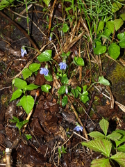Viola selkirkii