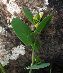 Coronilla scorpioides