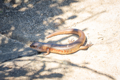 Plestiodon chinensis