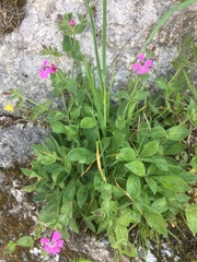 Silene acutifolia