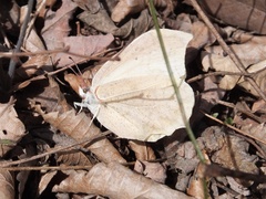 Gonepteryx aspasia