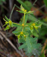 Euphorbia reuteriana