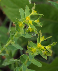 Euphorbia reuteriana