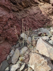 Asphodelus tenuifolius