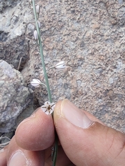 Asphodelus tenuifolius