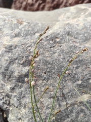 Asphodelus tenuifolius