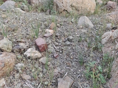 Asphodelus tenuifolius