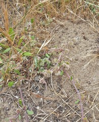 Chorizanthe cuspidata cuspidata