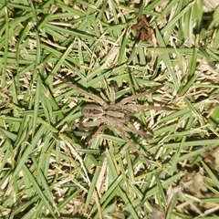 Lycosa grahami