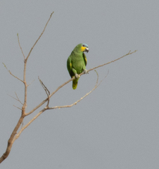 Amazona amazonica