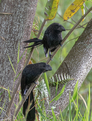Crotophaga ani