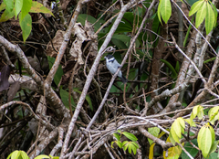 Sporophila americana