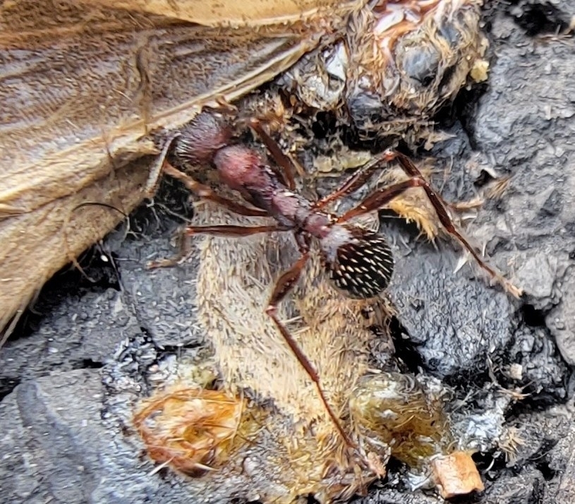 Aphaenogaster geei