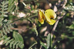 Adesmia incana