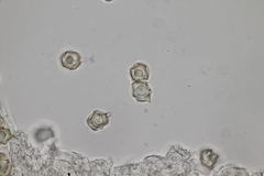 Entoloma hypogaeum