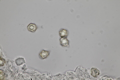Entoloma hypogaeum