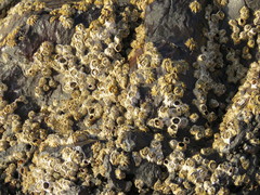 Chthamalus stellatus