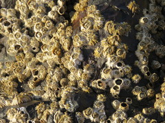 Chthamalus stellatus