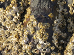 Chthamalus stellatus