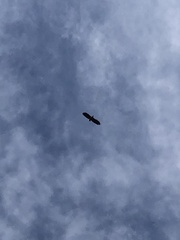 Haliaeetus albicilla