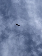 Haliaeetus albicilla